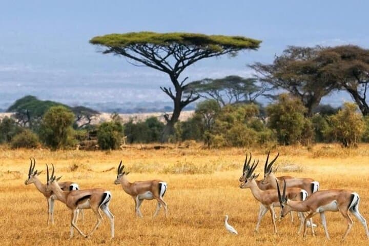 6-Day Private Landcruiser Safari to Masai Mara, Nakuru & Amboseli