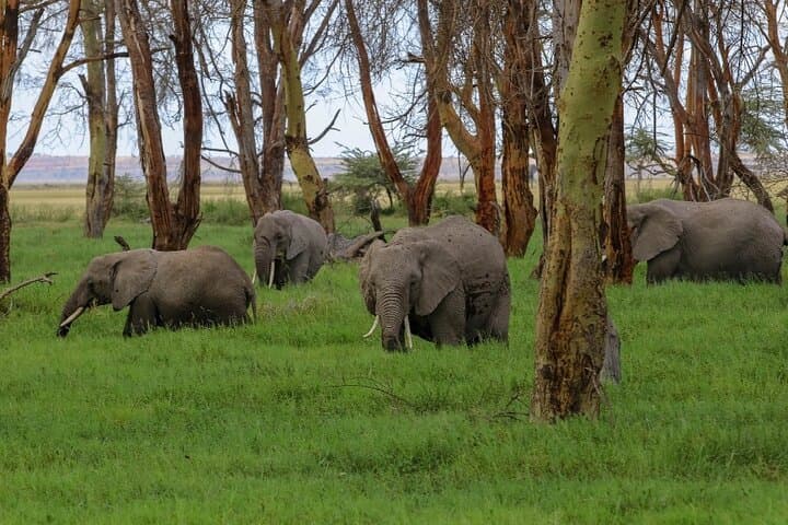6-Day Private Landcruiser Safari to Masai Mara, Nakuru & Amboseli