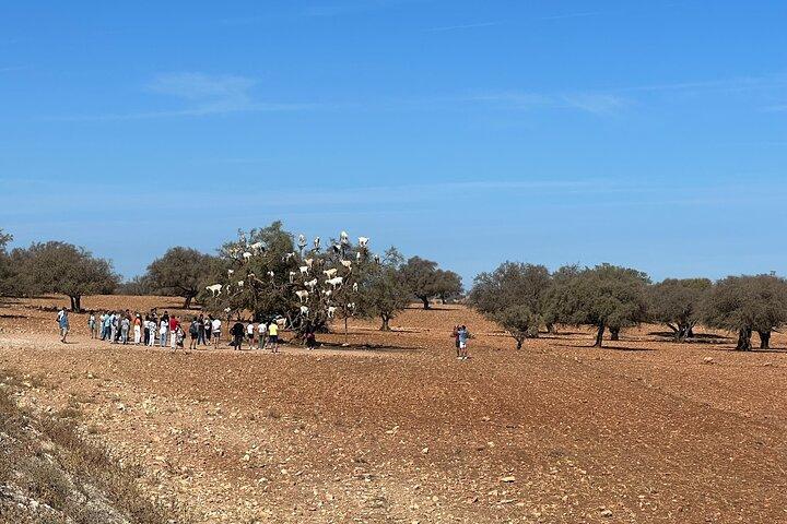 Full-Day Trip to Essaouira from Marrakech