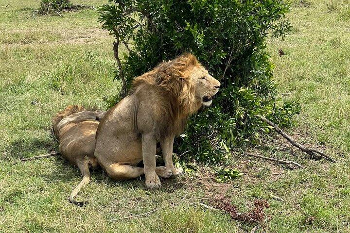 3 日間のマサイマラとナイバシャ ヘルズ ゲート国立公園 - サファリ