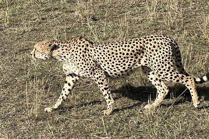 3 日間のマサイマラとナイバシャ ヘルズ ゲート国立公園 - サファリ