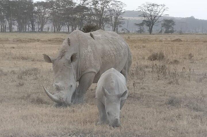 4 jours du grand safari migratoire