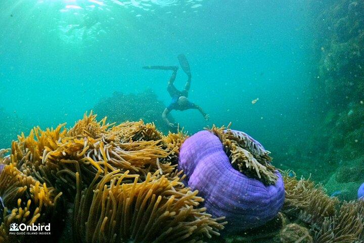 4 isole e 2 scogliere - Discovery Snorkeling e relax (MAX 12)