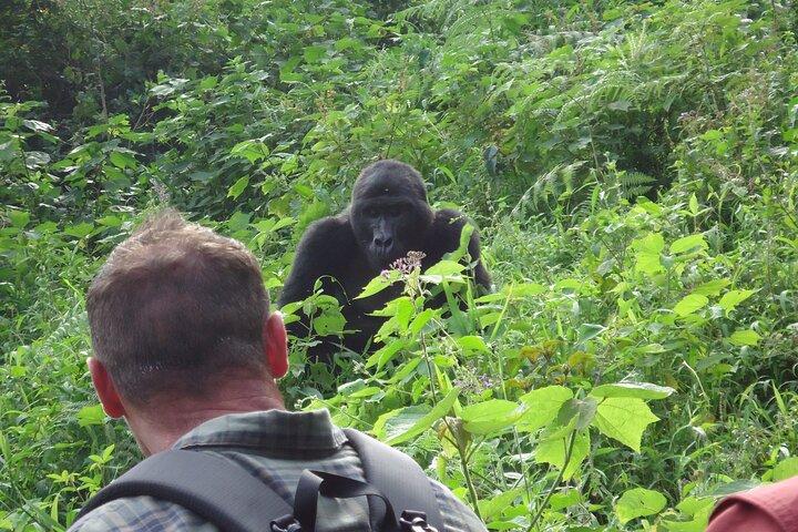 9 Tage Gorilla-Trekking, Schimpansen- und Wildnis-Safari (Mittelklasse)