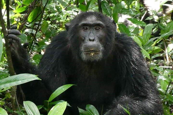 9 jours Gorilla Trekking, Chimpanzee & Wilderness Safari (milieu de gamme)
