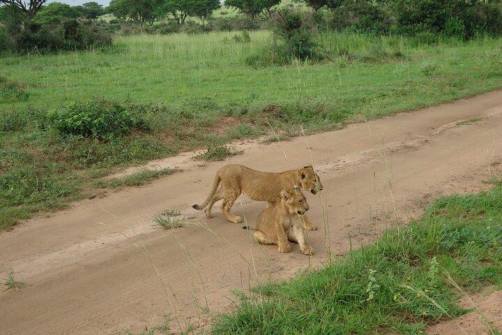 9 jours Gorilla Trekking, Chimpanzee & Wilderness Safari (milieu de gamme)
