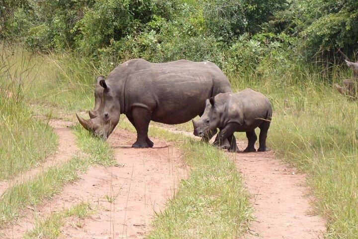 9 jours Gorilla Trekking, Chimpanzee & Wilderness Safari (milieu de gamme)