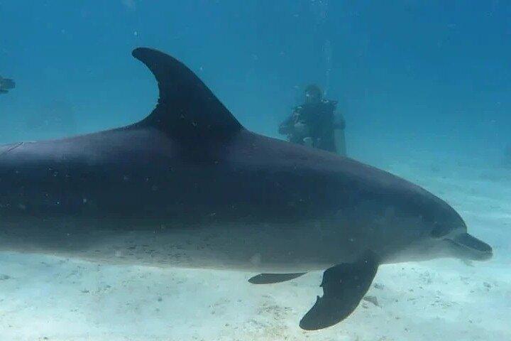 Kleine Gruppe zum Dolphin House und Banana Boat Fun von Hurghada