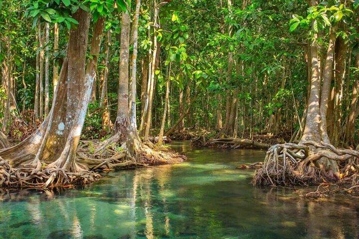 Vam Sat Mangrove Forest - Tour privato VIP