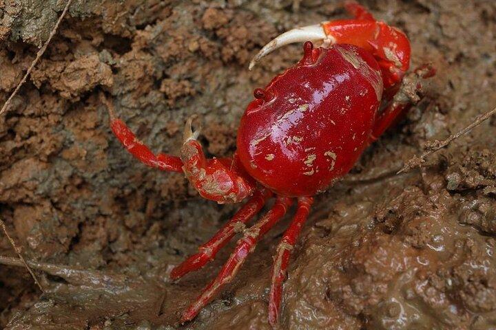 Vam Sat Mangrove Forest - Tour privato VIP