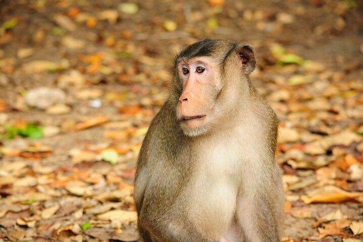 Vam Sat Mangrove Forest - Tour privato VIP