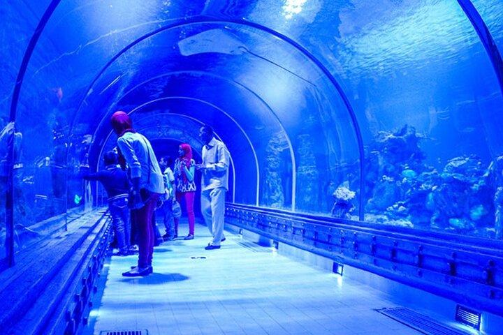 Skip the Line Hurghada Grand Aquarium transfer & entrance