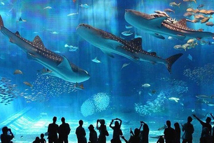 Skip the Line Hurghada Grand Aquarium transfer & entrance