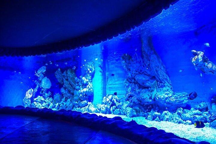 Skip the Line Hurghada Grand Aquarium transfer & entrance