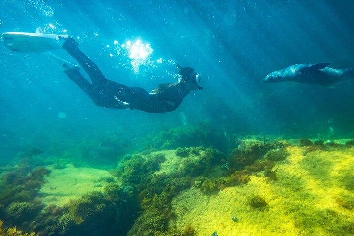 Kangaroo Island: nuota con i delfini/foche/snorkeling costiero