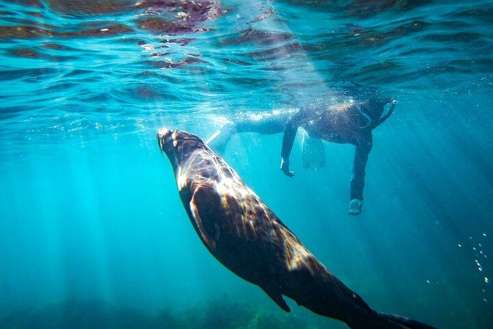 Kangaroo Island: nuota con i delfini/foche/snorkeling costiero