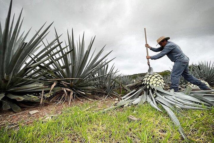 Visite privée d'une journée à Tequila Pueblo Magico