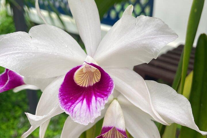 Expérience botanique au Jardin botanique de Rio de Janeiro