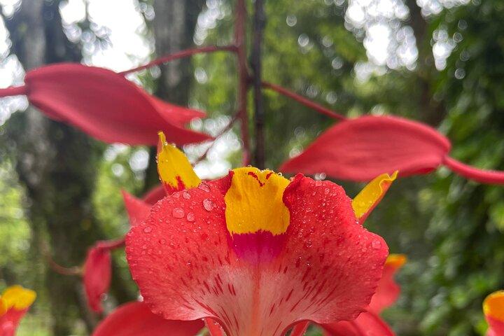 Expérience botanique au Jardin botanique de Rio de Janeiro