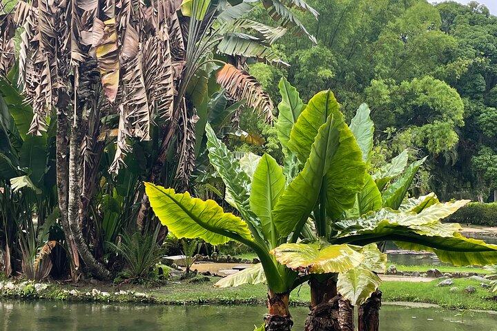 Expérience botanique au Jardin botanique de Rio de Janeiro