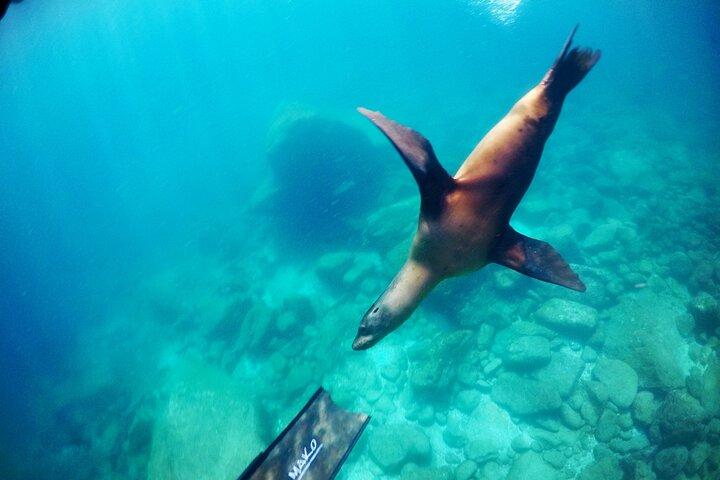 Hoteller i nærheden af La Paz Whale Shark & Sea Lion Snorkeling + Balandra Tour