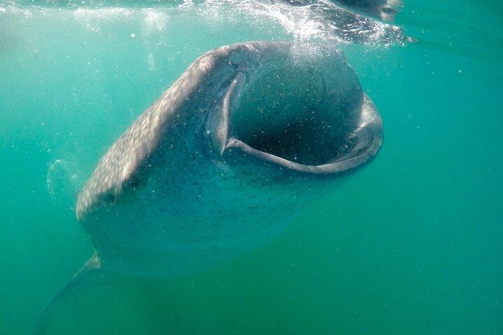 Hoteller i nærheden af La Paz Whale Shark & Sea Lion Snorkeling + Balandra Tour