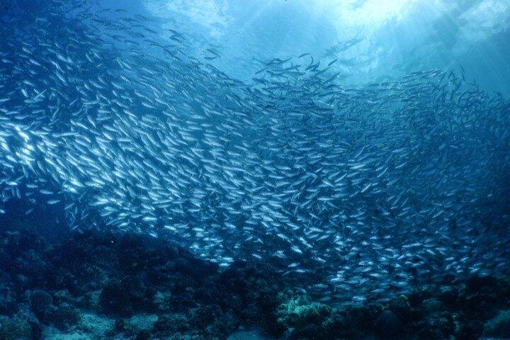 モアルボアルイワシはプライベートツアー（送迎付き）