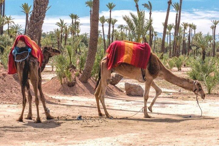 Balade à dos de chameau dans les palmeraies de Marrakech