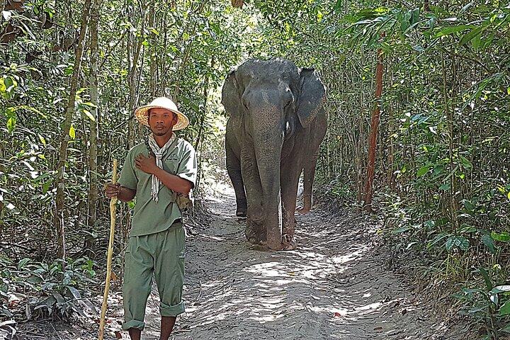 Walk with the Elephants by Cambodiajeep