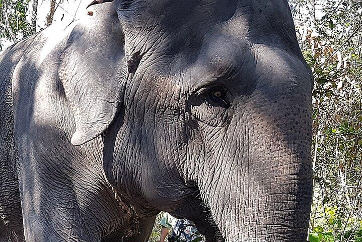 Walk with the Elephants by Cambodiajeep