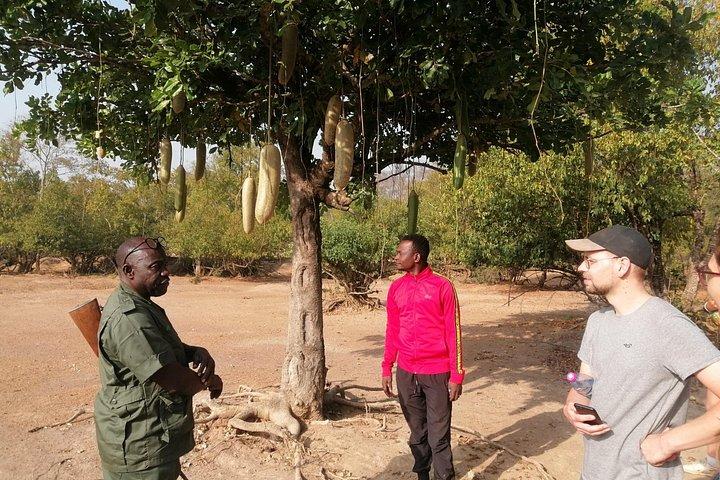 2 days (1 night) Elephants safari private experience
