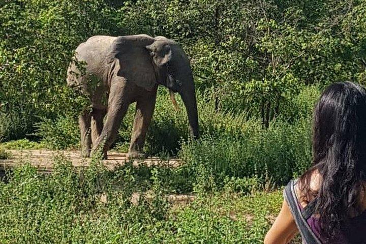 2 days (1 night) Elephants safari private experience