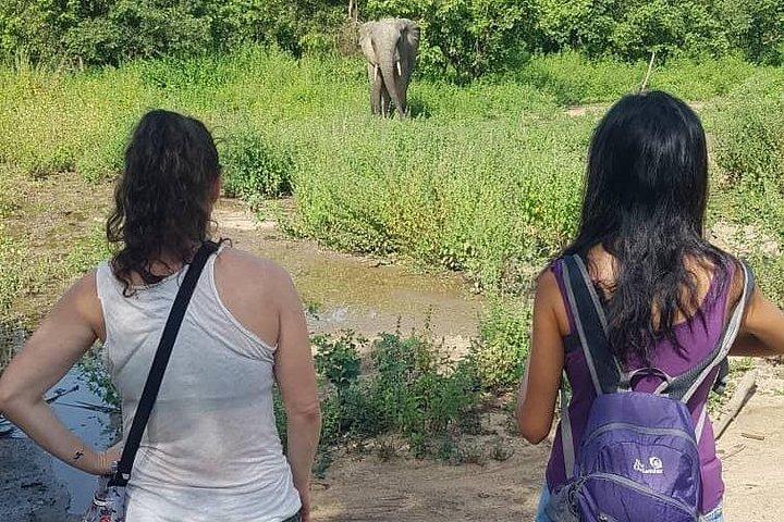2 days (1 night) Elephants safari private experience