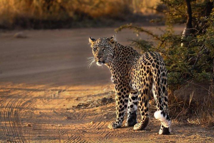 3-stündige Safari-Tour im Pilanesberg-Nationalpark