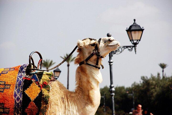 camel Agadir