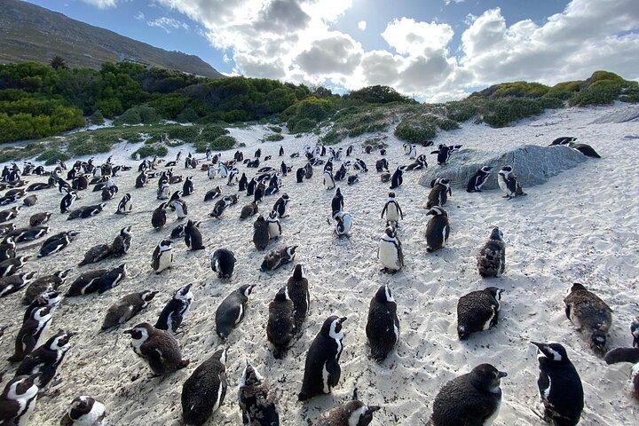 Visite privée : Cap de Bonne-Espérance, Cape Point et Boulders Beach