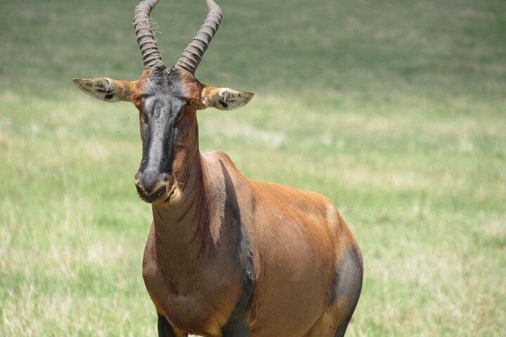 3 jours de safari maasaï-mara
