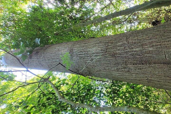 カララ国立公園へのガイド付き訪問(チケット込み)