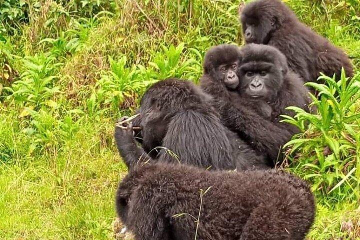 Circuit royal de 7 jours au Rwanda avec gorilles, chimpanzés, culture et lacs