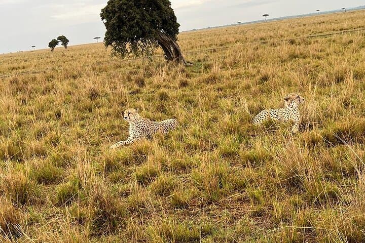 Lake Nakuru, Naivasha & Masai Mara 5 Days 4x4 Jeep Safari
