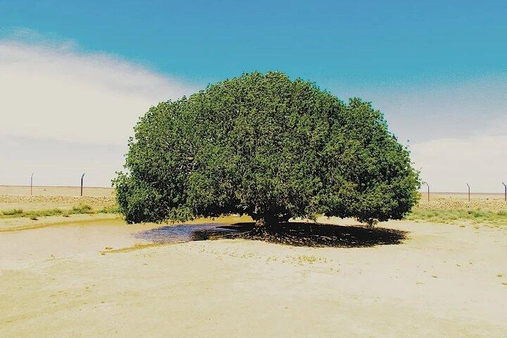 Tree of Al Buqayawiyya and Seven Sleepers Cave Tour Privado