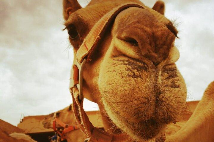 Agafay Desert : Quad Bike and Camel Riding Experience
