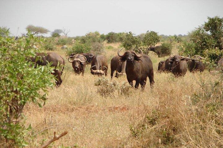 Tsavo East Day Safari