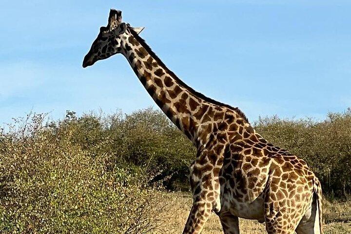 Nairobi National Park Tour Von 06:00 bis 11:30 Uhr oder von 13:00 bis 1800:00 Uhr