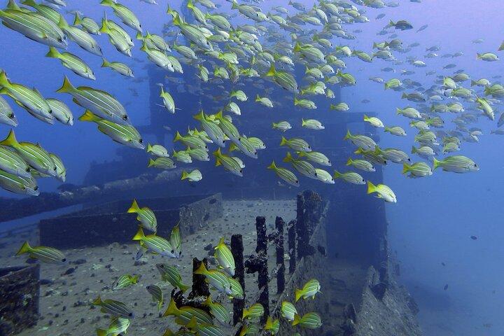 Mergulho em grupo pequeno em Oahu com naufrágio e recife