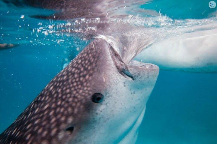 セブのカワサン (バディアン) キャニオニングとオスロブ ジンベイザメ ウォッチング ツアー