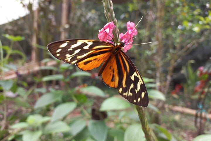 Mindo Cloud Forest: Hummingbirds, Birding & Waterfalls | Private