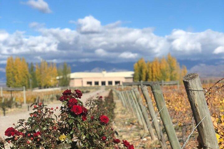 Tour Privado en el Valle de Uco