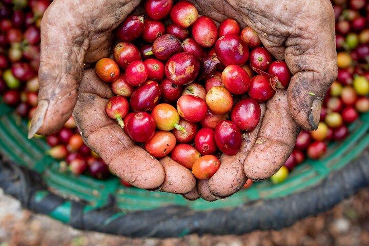 El Pueblo kaffetur Monteverde