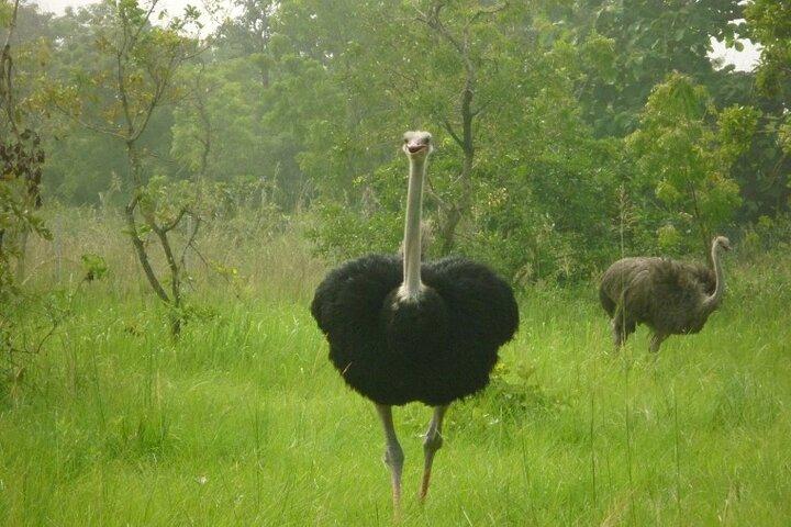 シャイ ヒルズ半日アクラ サファリ、ハイキング、動物観察